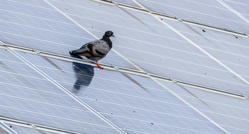 Fotovoltaico e biodiversit�: lo studio cinese che allerta sugli uccelli